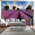 Fotomurale - Lavender field in Provence, France