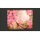 Fotomurale  Pink azalea