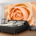 Fotomurale - Peach-colored rose