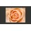 Fotomurale  Peachcolored rose