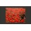 Fotomurale  Fiori di campo  papaveri rossi