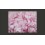 Fotomurale  azalea (rosa)