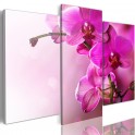Quadro - Orchidea color rosa scuro